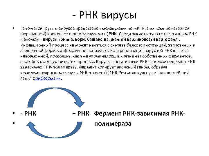 - РНК вирусы • Геном этой группы вирусов представлен молекулами не м. РНК, а