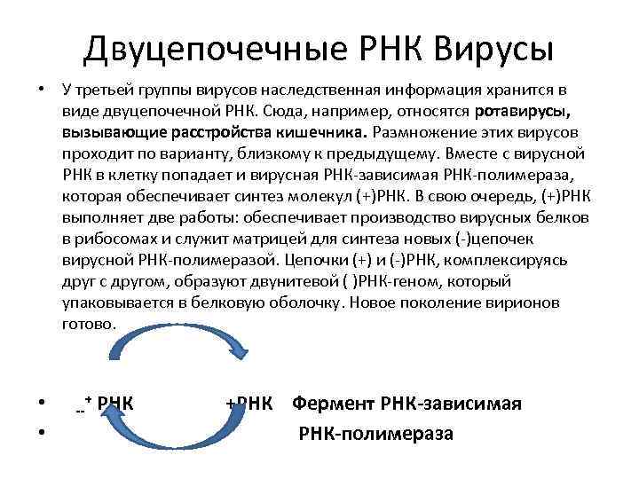 Двуцепочечные РНК Вирусы • У третьей группы вирусов наследственная информация хранится в виде двуцепочечной