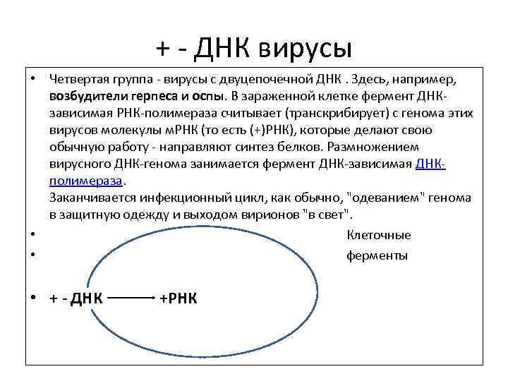 + - ДНК вирусы • Четвертая группа - вирусы с двуцепочечной ДНК. Здесь, например,