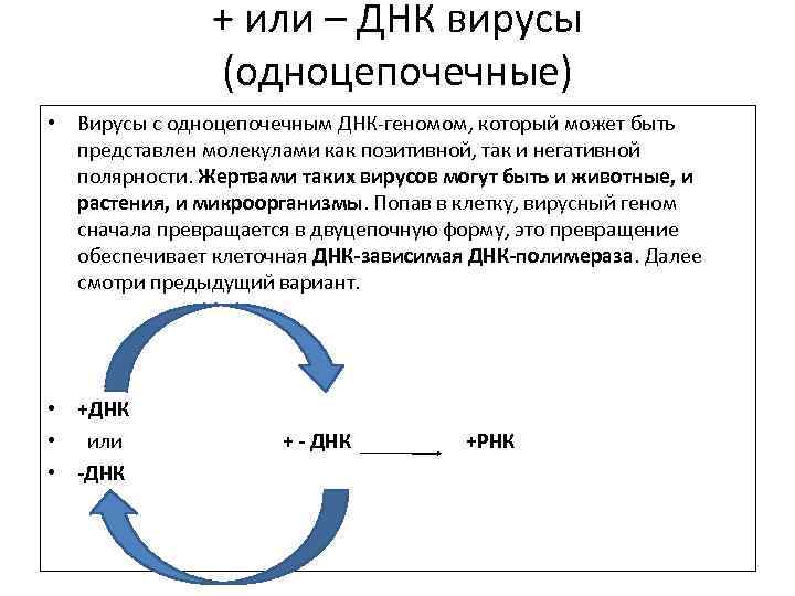 Днк вирусы