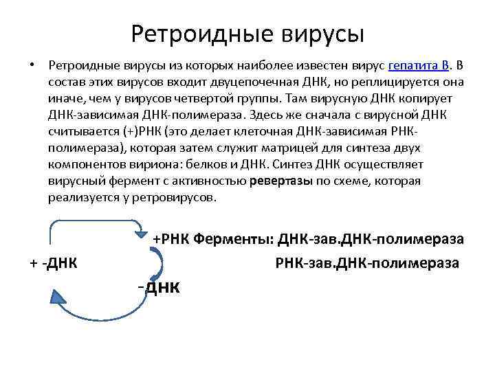 Ретроидные вирусы • Ретроидные вирусы из которых наиболее известен вирус гепатита В. В состав