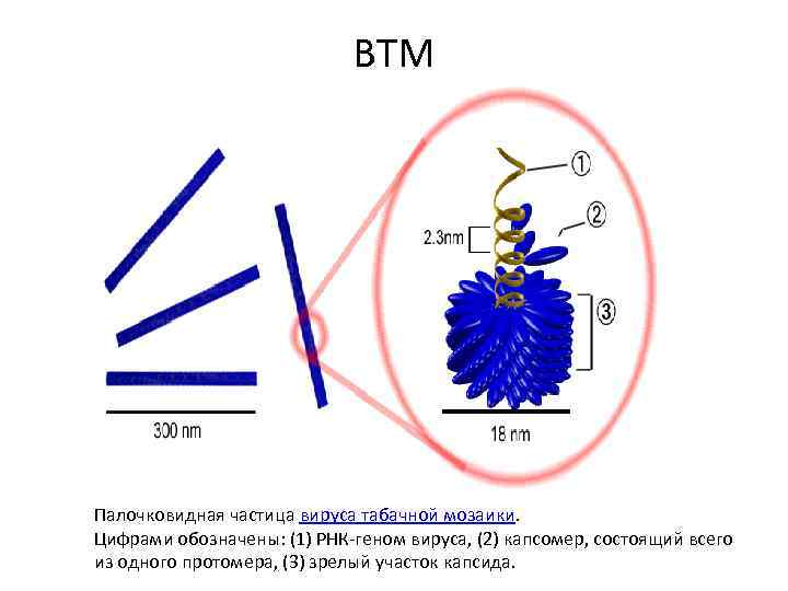 ВТМ Палочковидная частица вируса табачной мозаики. Цифрами обозначены: (1) РНК-геном вируса, (2) капсомер, состоящий