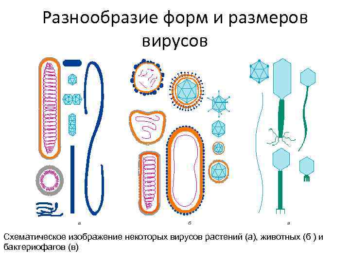 Разнообразие форм и размеров вирусов Схематическое изображение некоторых вирусов растений (a), животных (б )