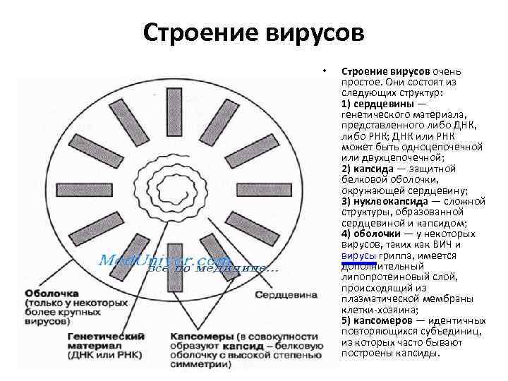 Строение вирусов • Строение вирусов очень простое. Они состоят из следующих структур: 1) сердцевины