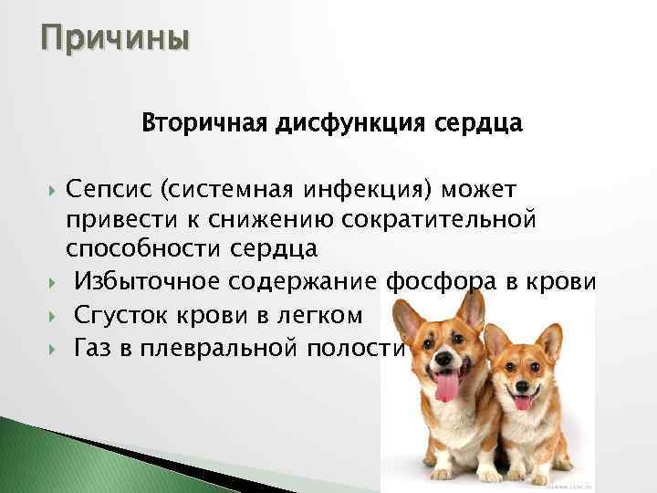 Причины собака. Болезни собак презентация. ШОК кардиогенный у собаки.