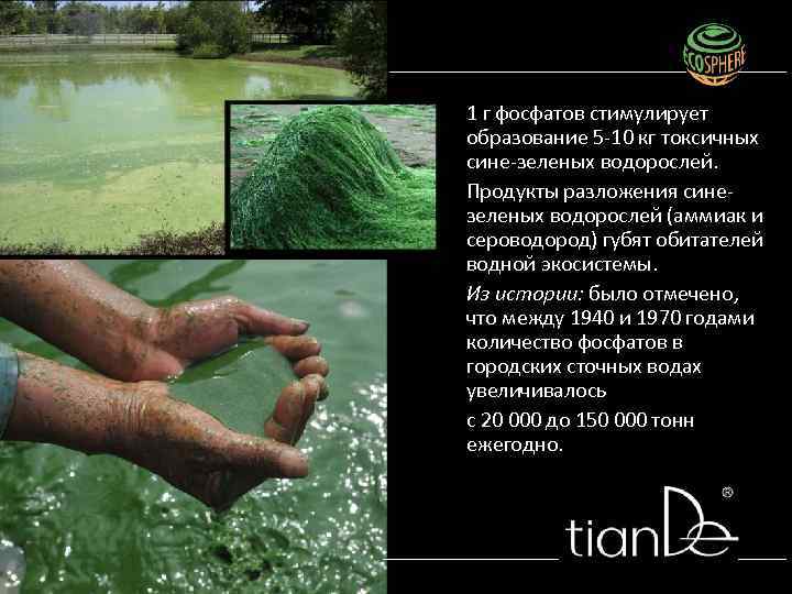 1 г фосфатов стимулирует образование 5 -10 кг токсичных сине-зеленых водорослей. Продукты разложения синезеленых