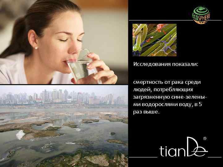 Исследования показали: смертность от рака среди людей, потребляющих загрязненную сине-зелеными водорослями воду, в 5