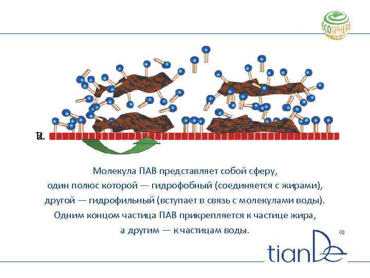 Принцип действия ПАВ Молекула ПАВ представляет собой сферу, один полюс которой — гидрофобный (соединяется
