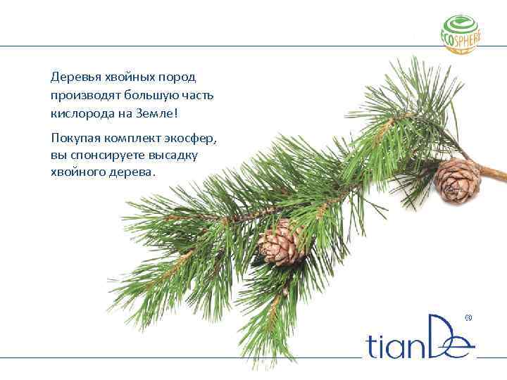 Деревья хвойных пород производят большую часть кислорода на Земле! Покупая комплект экосфер, вы спонсируете