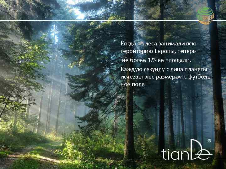 Когда-то леса занимали всю территорию Европы, теперь ― не более 1/3 ее площади. Каждую