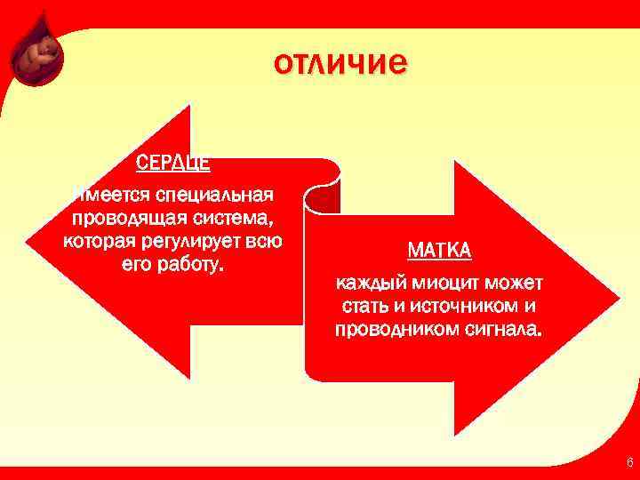отличие СЕРДЦЕ Имеется специальная проводящая система, которая регулирует всю его работу. МАТКА каждый миоцит
