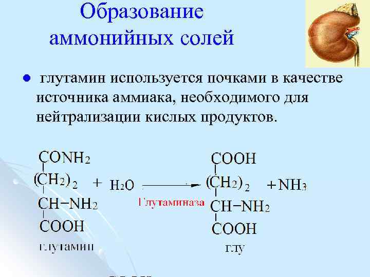 Образование аммонийных солей l глутамин используется почками в качестве источника аммиака, необходимого для нейтрализации