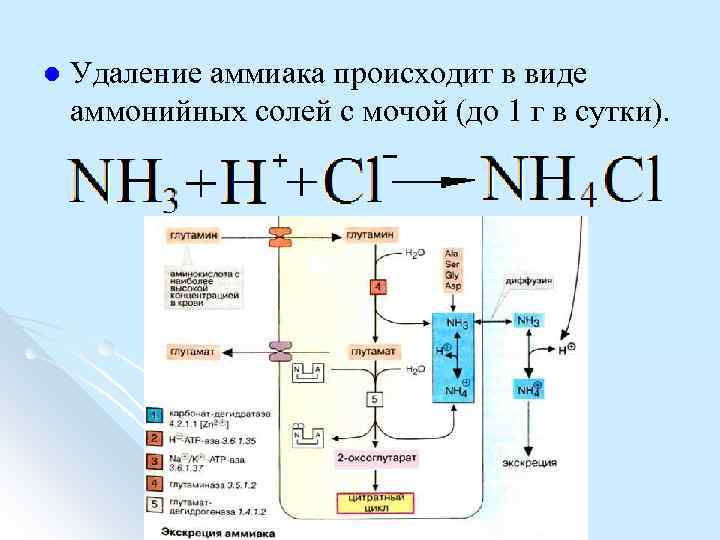 l Удаление аммиака происходит в виде аммонийных солей с мочой (до 1 г в