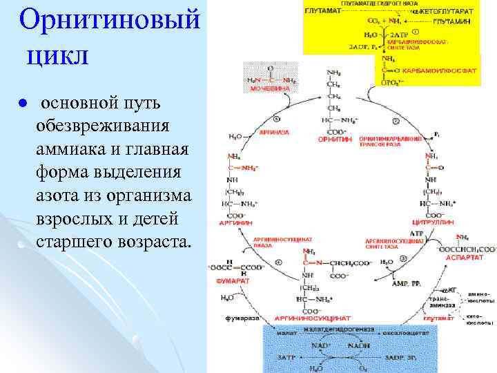 Орнитиновый цикл l основной путь обезвреживания аммиака и главная форма выделения азота из организма