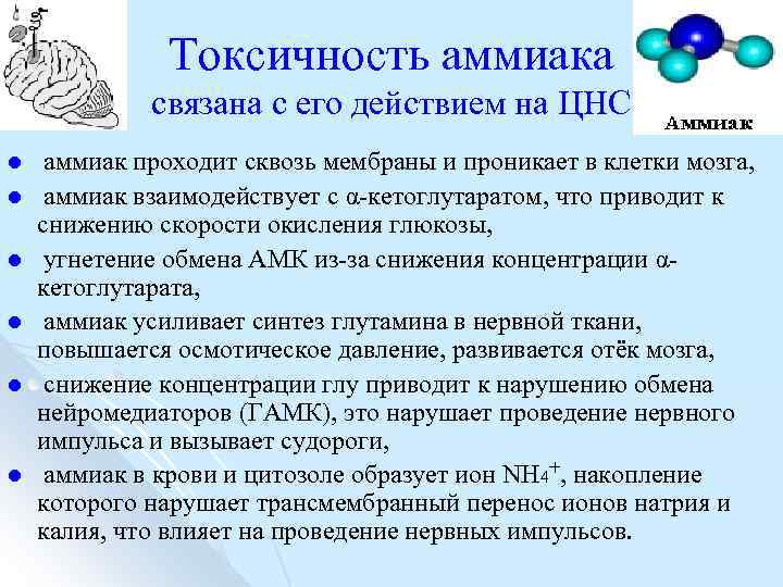 Токсичность аммиака связана с его действием на ЦНС l l l аммиак проходит сквозь