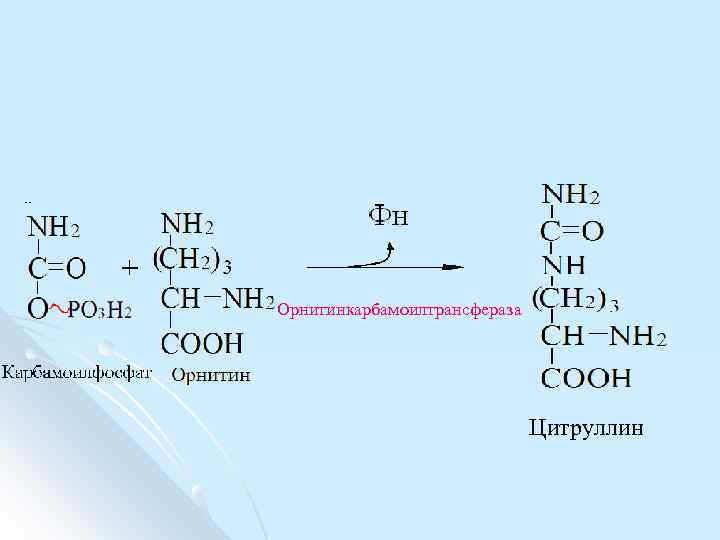 Орнитинкарбамоилтрансфераза Цитруллин 