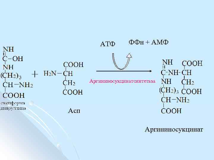 АТФ ФФн + АМФ Аргининосукцинатсинтетаза Асп Аргининосукцинат 