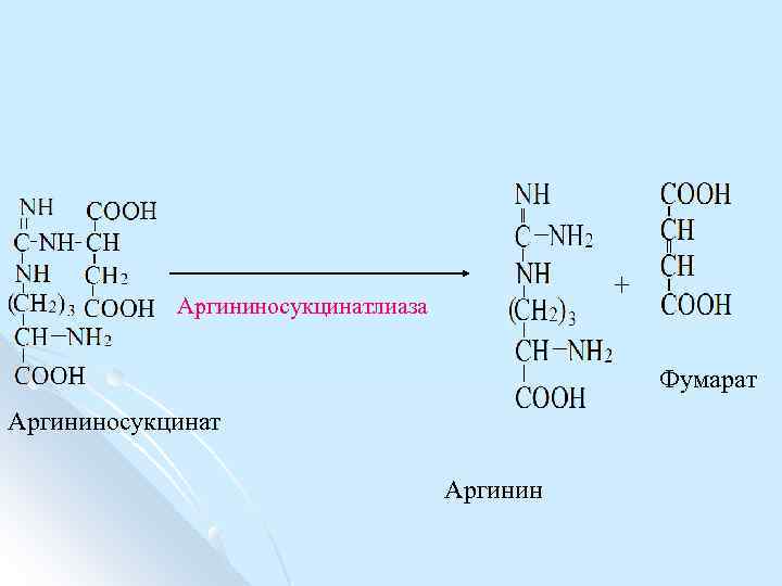 Аргининосукцинатлиаза Фумарат Аргининосукцинат Аргинин 