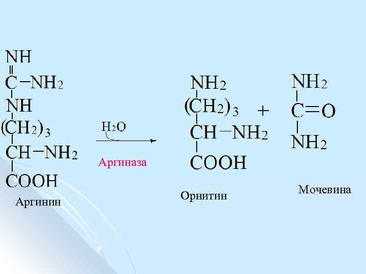 Аргиназа Аргинин Орнитин Мочевина 