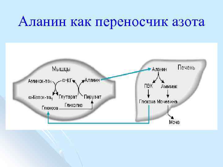 Аланин как переносчик азота 