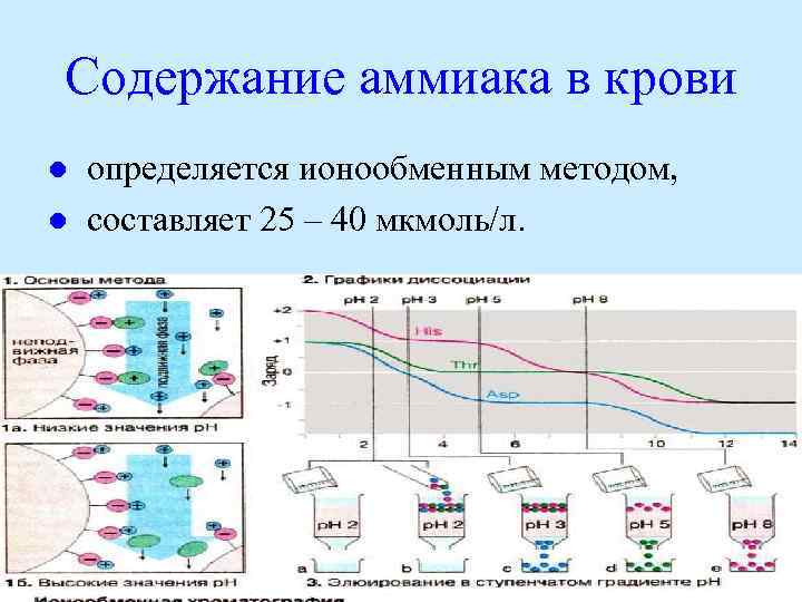 Содержание аммиака в крови l l определяется ионообменным методом, составляет 25 – 40 мкмоль/л.