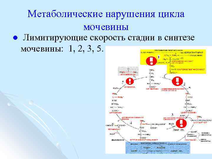 Метаболические нарушения цикла мочевины l Лимитирующие скорость стадии в синтезе мочевины: 1, 2, 3,