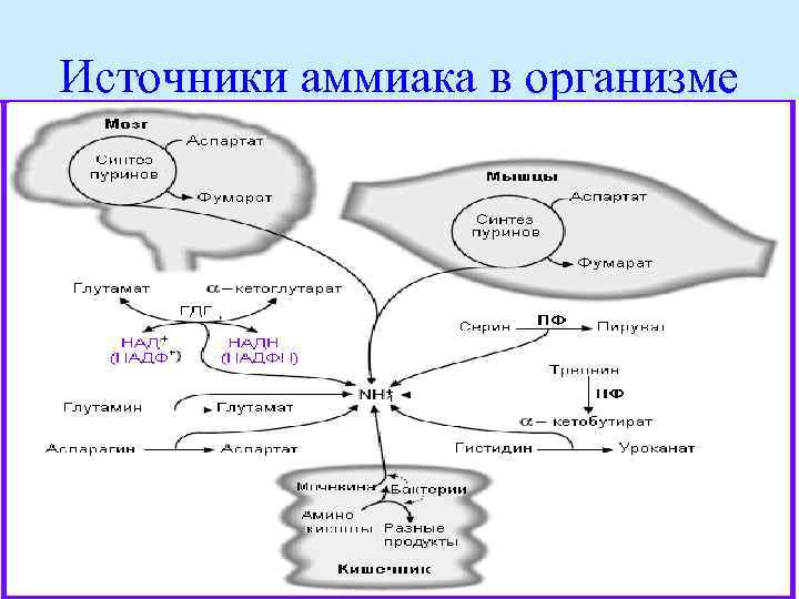 Источники аммиака в организме 