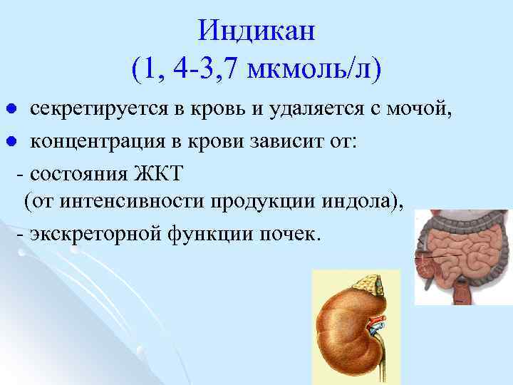 Индикан (1, 4 -3, 7 мкмоль/л) секретируется в кровь и удаляется с мочой, l