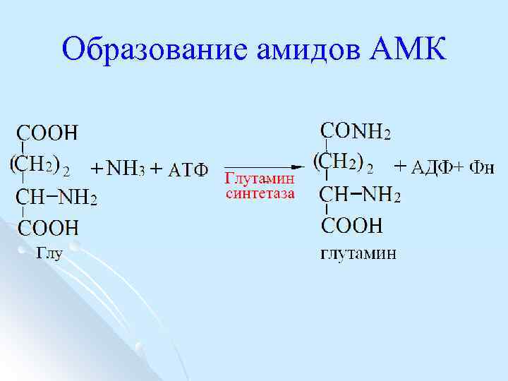 Образование амидов АМК -- 