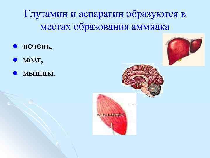 Глутамин и аспарагин образуются в местах образования аммиака l l l печень, мозг, мышцы.