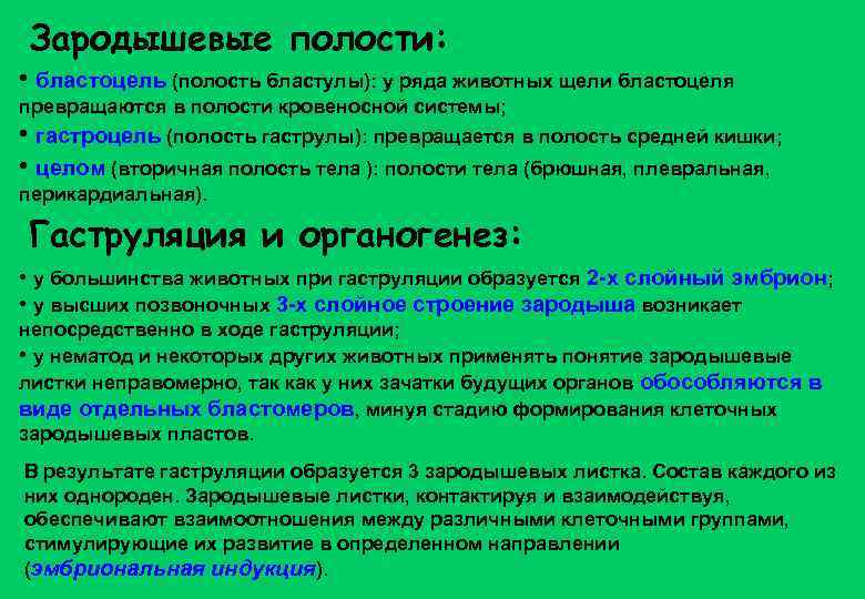 Зародышевые полости: • бластоцель (полость бластулы): у ряда животных щели бластоцеля превращаются в полости