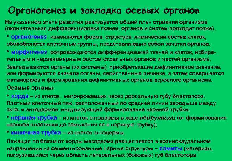 Органогенез и закладка осевых органов На указанном этапе развития реализуется общий план строения организма