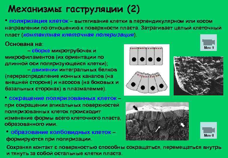 Механизмы гаструляции (2) • поляризация клеток – вытягивание клетки в перпендикулярном или косом направлении