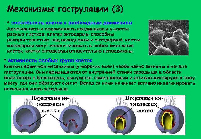 Механизмы гаструляции (3) • способность клеток к амебоидным движениям Адгезивность и подвижность неодинаковы у