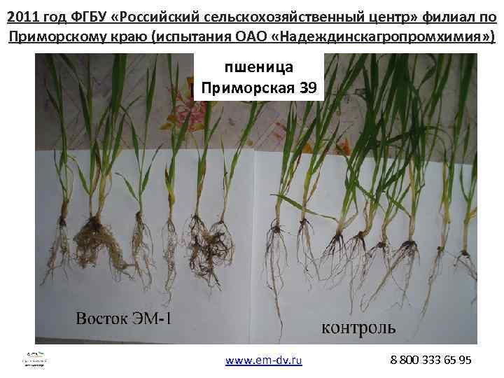2011 год ФГБУ «Российский сельскохозяйственный центр» филиал по Приморскому краю (испытания ОАО «Надеждинскагропромхимия» )