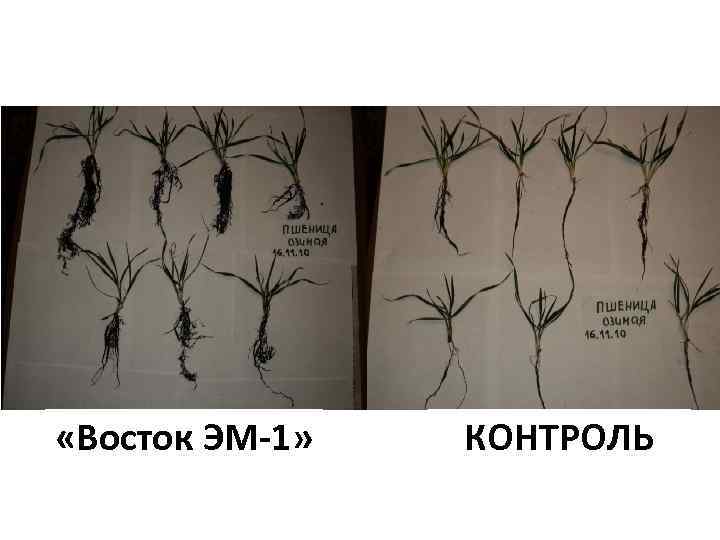  «Восток ЭМ-1» КОНТРОЛЬ 