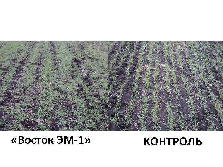  «Восток ЭМ-1» КОНТРОЛЬ 