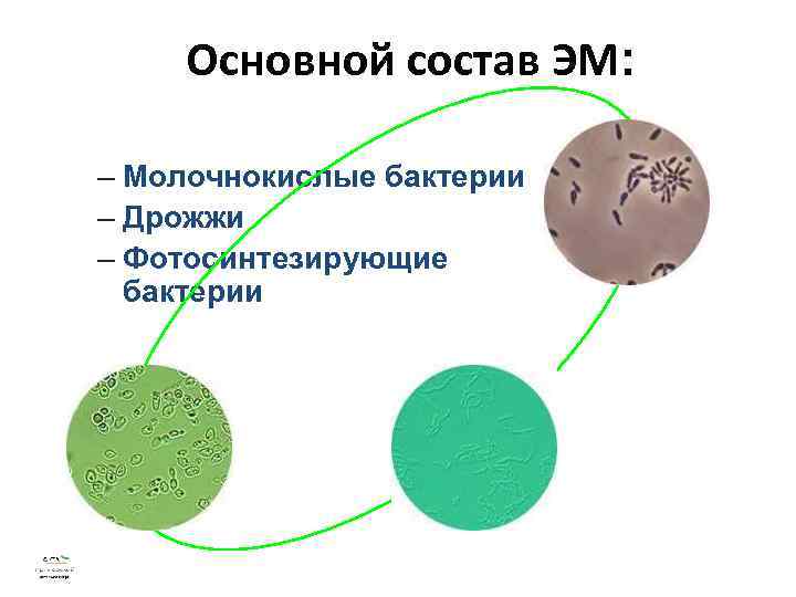 Основной состав ЭМ: – Молочнокислые бактерии – Дрожжи – Фотосинтезирующие бактерии 