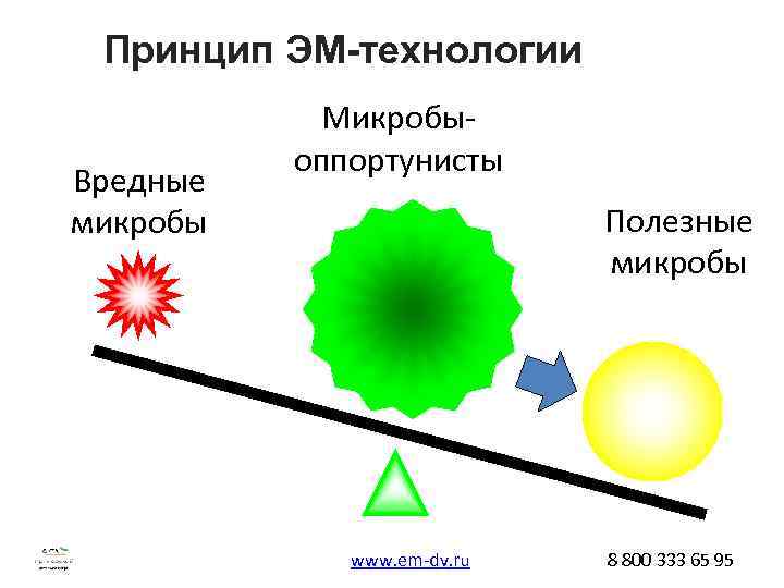 Принцип ЭМ-технологии Вредные микробы Микробыоппортунисты Полезные микробы www. em-dv. ru 8 800 333 65