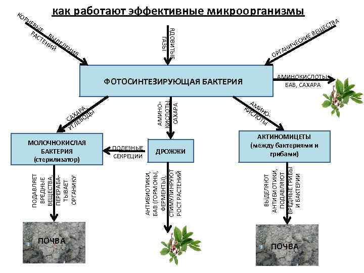 РН Е как работают эффективные микроорганизмы ЯДОВИТЫЕ ГАЗЫ ВЫ Е РА В СТ ЫД