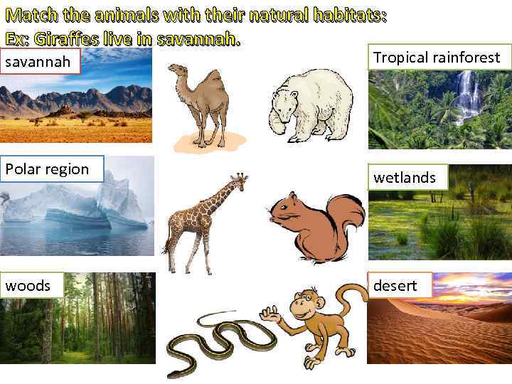 We should animals habitats. Natural Habitat. Animal Habitats. Habitats of Wild animals. Animals and their Habitats.