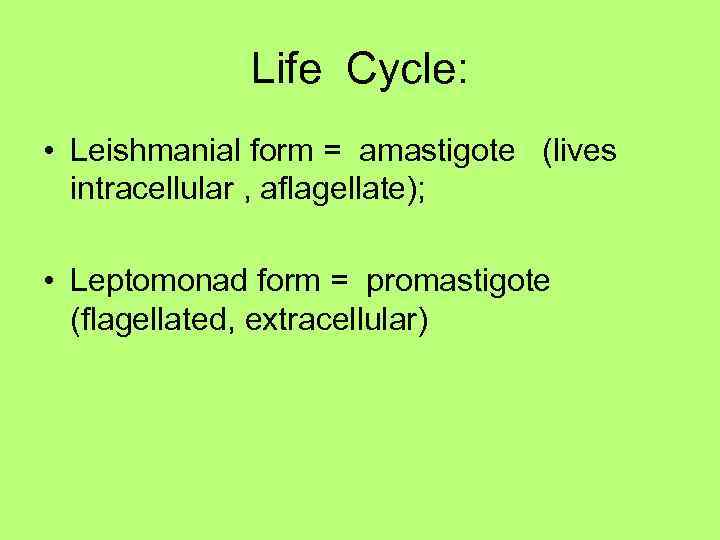 Life Cycle: • Leishmanial form = amastigote (lives intracellular , aflagellate); • Leptomonad form