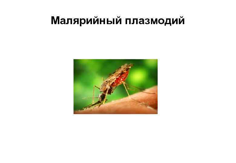 Малярийный плазмодий 