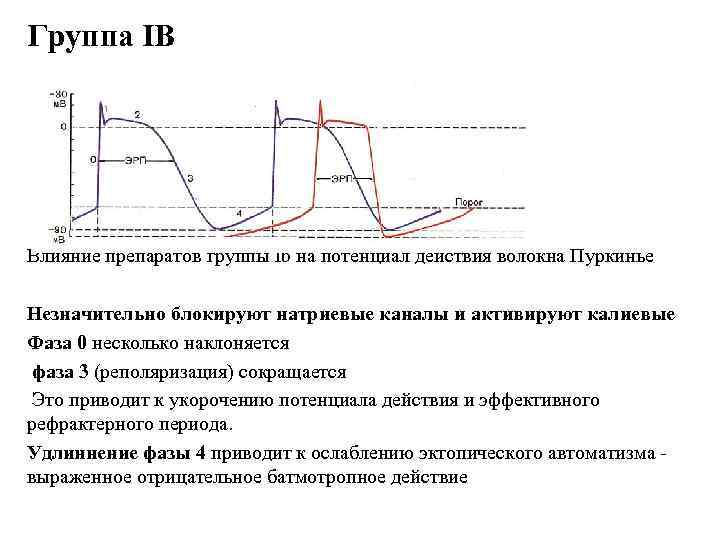 Группа IB Влияние препаратов группы Ib на потенциал действия волокна Пуркинье Незначительно блокируют натриевые