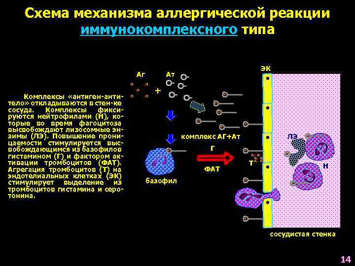 Схема механизма аллергической реакции иммунокомплексного типа Аг Комплексы «антиген-антитело» откладываются в стен-ке сосуда. Комплексы