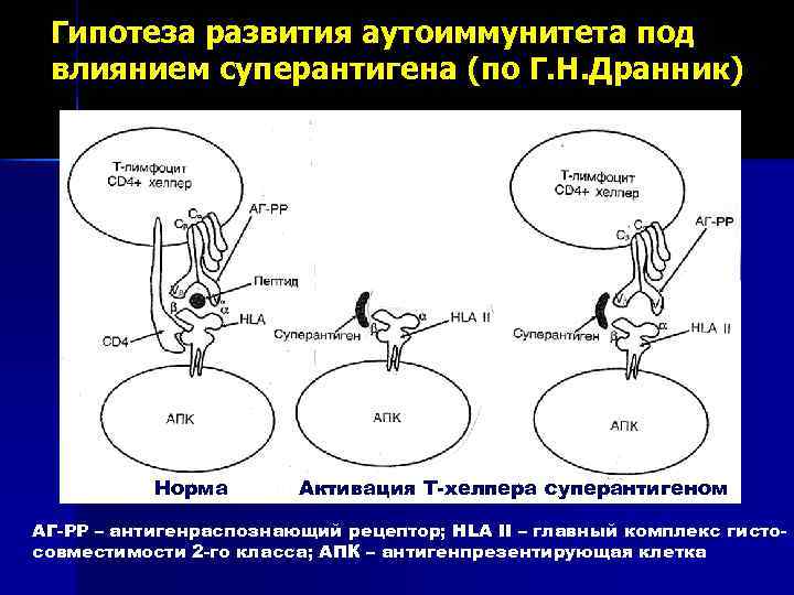 Гипотеза развития аутоиммунитета под влиянием суперантигена (по Г. Н. Дранник) Норма Активация Т-хелпера суперантигеном