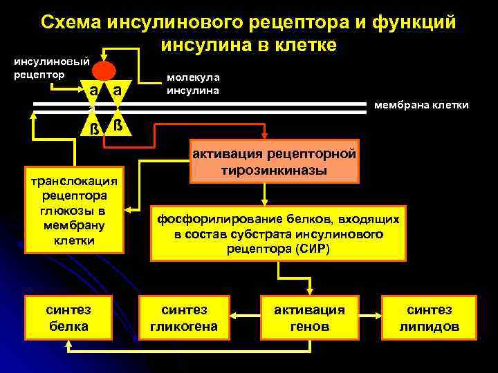 Схема инсулинового рецептора и функций инсулина в клетке инсулиновый рецептор a a молекула инсулина