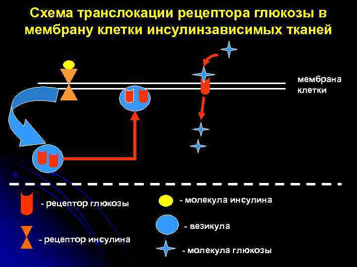 Схема транслокации рецептора глюкозы в мембрану клетки инсулинзависимых тканей мембрана клетки - рецептор глюкозы