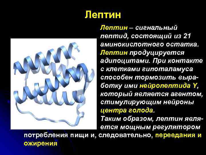 Лептин – сигнальный пептид, состоящий из 21 аминокислотного остатка. Лептин продуцируется адипоцитами. При контакте