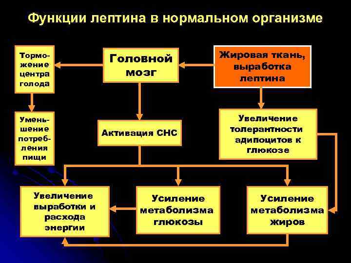 Функции лептина в нормальном организме Торможение центра голода Уменьшение потребления пищи Увеличение выработки и